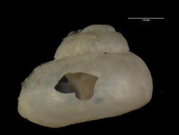 Media type: image; Malacology 178560